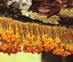 Attēlu rezultāti vaicājumam “Badhamia utricularis stalked”