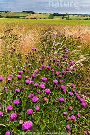Attēlu rezultāti vaicājumam “Centaurea scabiosa”