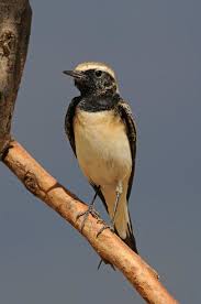 Image result for Oenanthe pleschanka