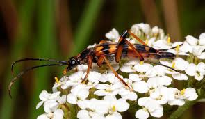 Attēlu rezultāti vaicājumam “Strangalia attenuata”