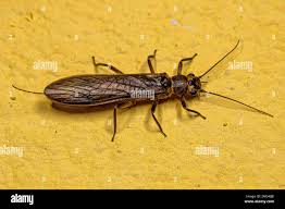 Attēlu rezultāti vaicājumam “Plecoptera”