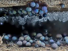 Attēlu rezultāti vaicājumam “Diderma montanum var. album macro”