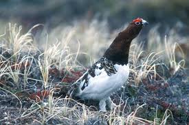 Image result for Lagopus lagopus