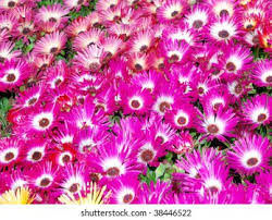 Image result for Mesembryanthemum criniflorum