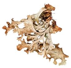 Attēlu rezultāti vaicājumam “Cetraria islandica”