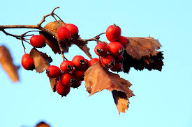 Attēlu rezultāti vaicājumam “Crataegus submollis fruit”