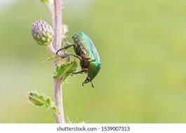 Attēlu rezultāti vaicājumam “Cetonia aurata imago”