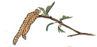 Attēlu rezultāti vaicājumam “Betula pendula flower”