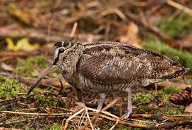 Attēlu rezultāti vaicājumam “Scolopax rusticola juvenile”
