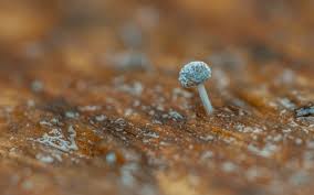 Attēlu rezultāti vaicājumam “Didymium squamulosum”