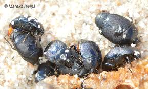 Attēlu rezultāti vaicājumam “Griselda ustomaculana”