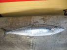 INDO-PACIFIC MACKEREL products,Malaysia INDO-PACIFIC MACKEREL supplier