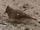 Bird songs and birds voices   a guide
