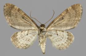 Attēlu rezultāti vaicājumam “Eupithecia succenturiata”