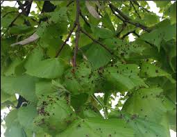 Attēlu rezultāti vaicājumam “Eriophyes tiliae”