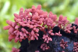 Attēlu rezultāti vaicājumam “Arcyria affinis spores”