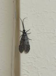 Attēlu rezultāti vaicājumam “Dianema nivale”