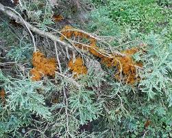 Attēlu rezultāti vaicājumam “Gymnosporangium sabinae”