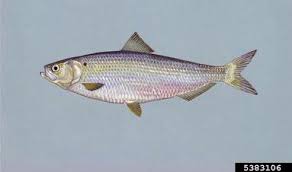 Image result for Alosa alabamae