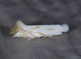 Attēlu rezultāti vaicājumam “Bucculatricidae”