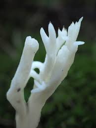 Attēlu rezultāti vaicājumam “Clavulina rugosa”