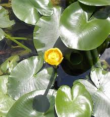 Attēlu rezultāti vaicājumam “Nuphar lutea fruit”