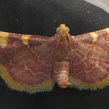 Attēlu rezultāti vaicājumam “Hypsopygia costalis”