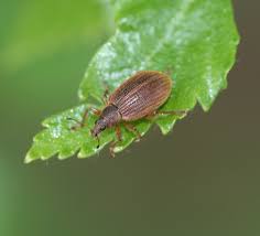 Attēlu rezultāti vaicājumam “Polydrusus mollis”
