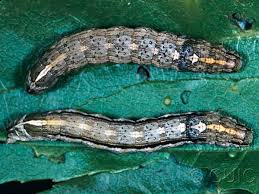 Attēlu rezultāti vaicājumam “Chionaspis salicis imago”