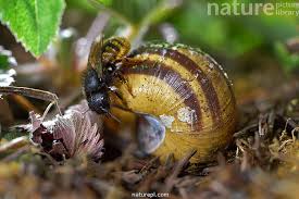 Attēlu rezultāti vaicājumam “Osmia bicolor”