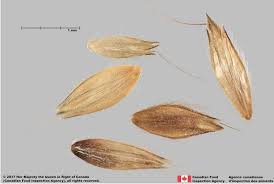 Attēlu rezultāti vaicājumam “Alopecurus pratensis fruit”