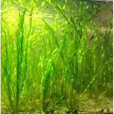 「扭蘭」的圖片搜尋結果