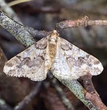 Attēlu rezultāti vaicājumam “Agriopis leucophaearia”