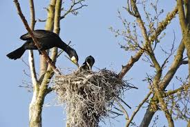 Attēlu rezultāti vaicājumam “Phalacrocorax carbo nest”