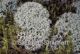 Attēlu rezultāti vaicājumam “Cladonia stellaris”