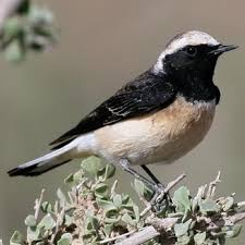 Image result for Oenanthe pleschanka