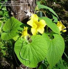 Attēlu rezultāti vaicājumam “Thladiantha dubia flower”