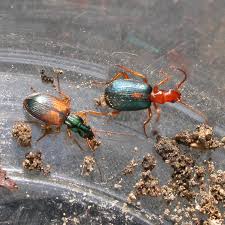 Attēlu rezultāti vaicājumam “Anchomenus dorsalis”