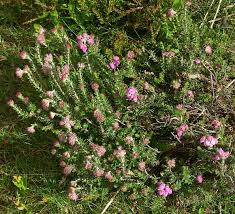 Attēlu rezultāti vaicājumam “Erica tetralix leaf”