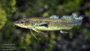 Image result for Lota lota