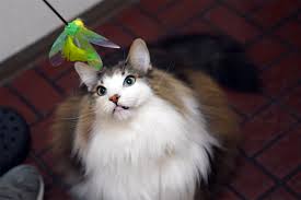 猫次郎o에 대한 이미지 검색결과