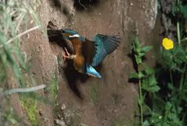 Attēlu rezultāti vaicājumam “Alcedo atthis nest”