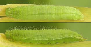 Attēlu rezultāti vaicājumam “Lopinga achine underside”