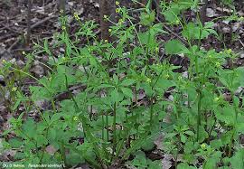 Attēlu rezultāti vaicājumam “Ranunculus elatior leaf”