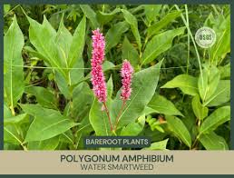 Attēlu rezultāti vaicājumam “Polygonum amphibium flower”
