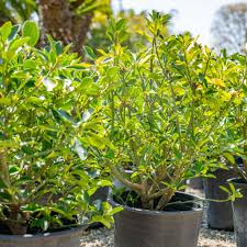 Attēlu rezultāti vaicājumam “Euonymus”