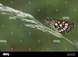 Attēlu rezultāti vaicājumam “Heteropterus morpheus underside”
