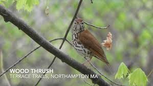 Image result for Hylocichla mustelina