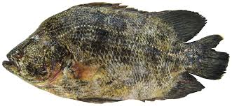 Image result for Lobotes surinamensis