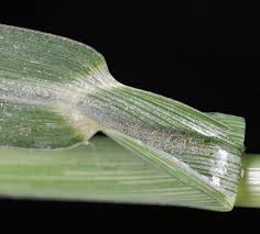 Attēlu rezultāti vaicājumam “Echinochloa crus-galli leaf”